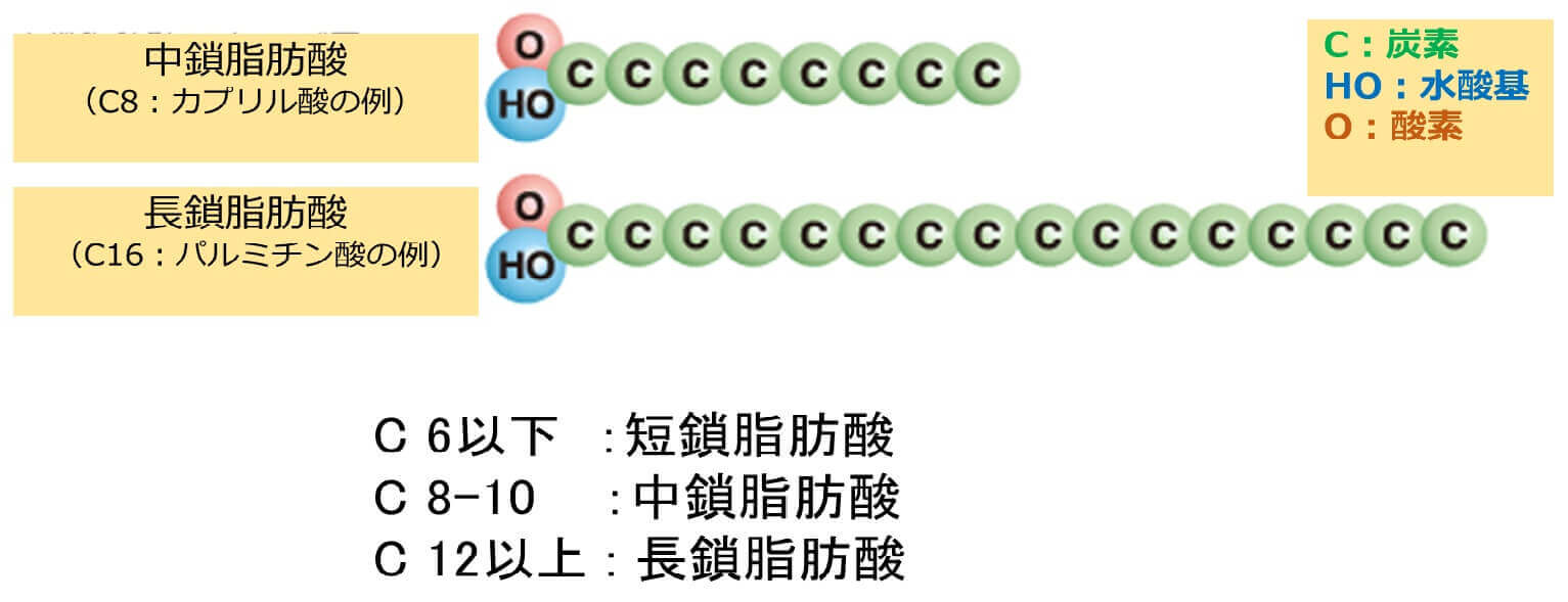 図１脂肪酸の構造（長さの比較）