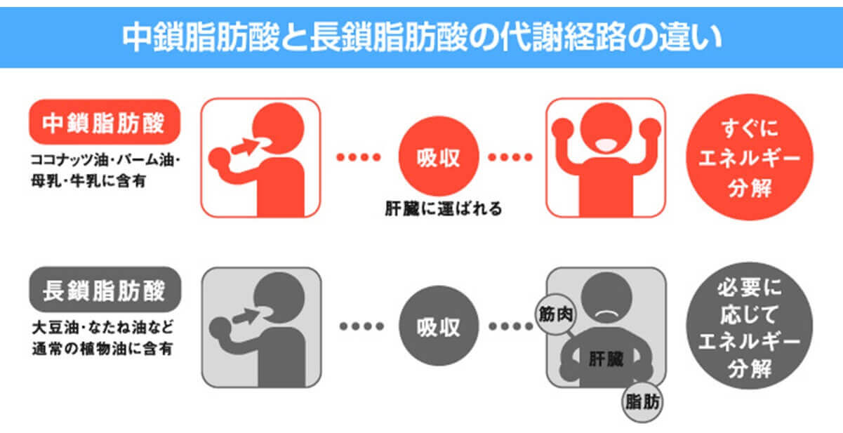 図２　中鎖脂肪酸はカラダに脂肪蓄積しにくい