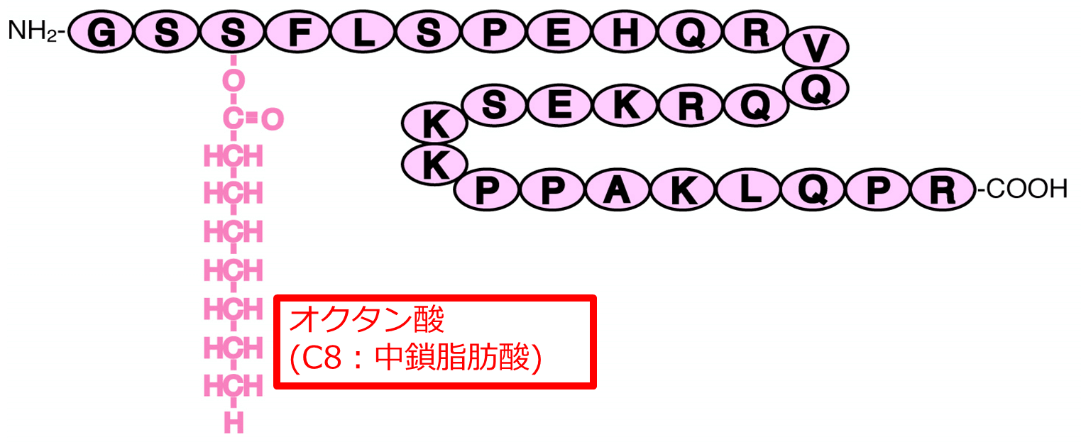 図１１　グレリンの構造(活性型、ヒト)