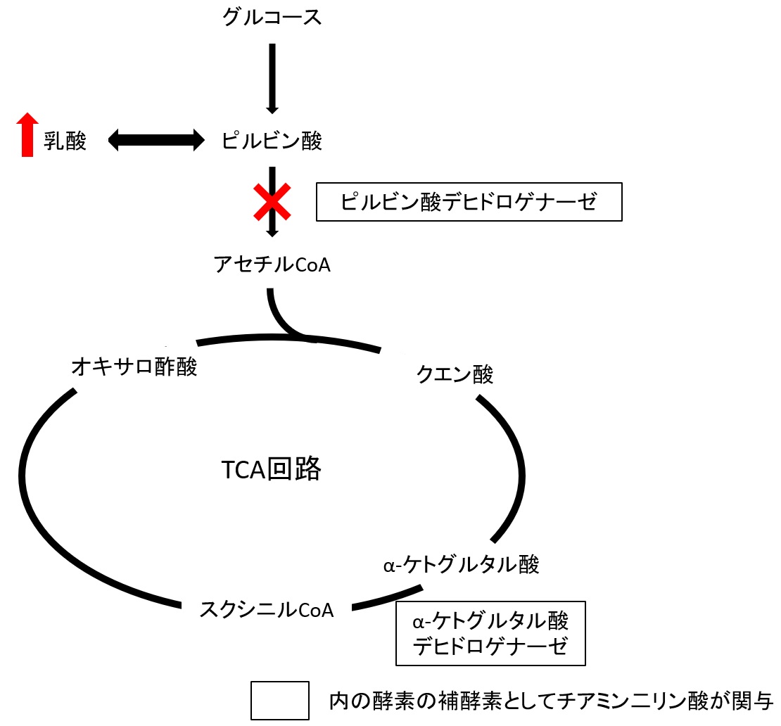 図1 糖代謝及びTCA回路とビタミンB
