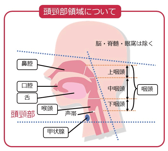 頭頸部（青い点線の左内側）