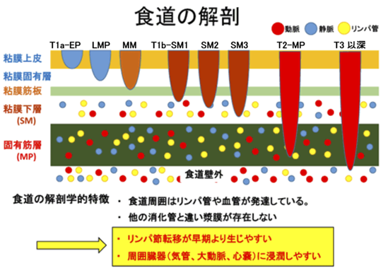 図1 食道の解剖