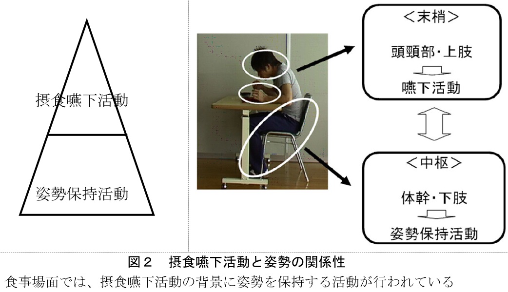 図２　摂食･嚥下活動と姿勢の関係性