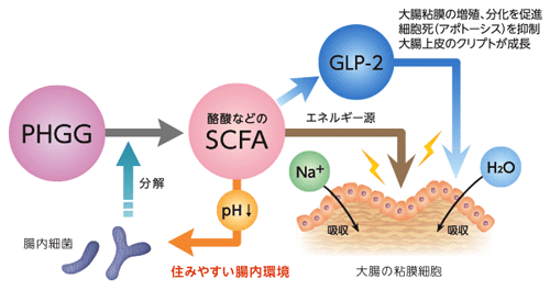 図１　グアーガム分解物（PHGG）の働き