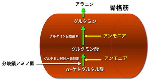 図１　骨格筋におけるアンモニア代謝と分岐鎖アミノ酸