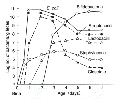 図１　糞便中の細菌叢の推移3）