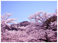 大文字と桜