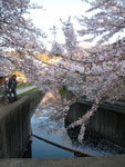 京都の桜2