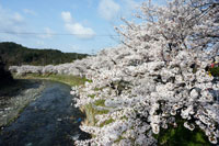 京都の桜2014-1